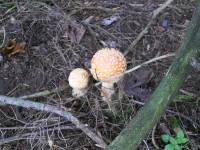 Amanita muscaria image