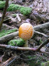 Amanita muscaria var. guessowii image