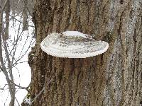 Ganoderma applanatum image