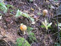 Amanita muscaria var. guessowii image