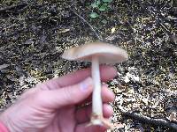 Pluteus cervinus image