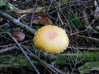 Amanita muscaria var. guessowii image