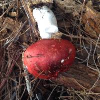 Russula cremoricolor image