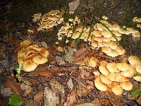 Armillaria mellea image