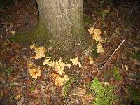 Armillaria mellea image