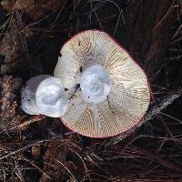 Russula cremoricolor image