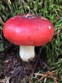 Russula cremoricolor image