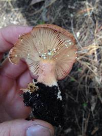 Lactarius xanthogalactus image