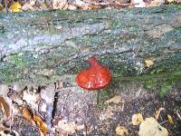 Ganoderma tsugae image