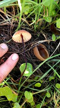 Marasmius plicatulus image