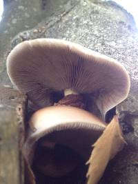 Agrocybe parasitica image