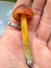 Hygrocybe singeri image