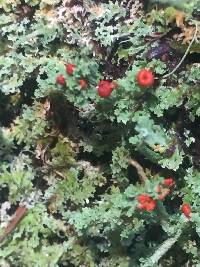 Cladonia bellidiflora image