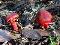 Hygrocybe coccinea image