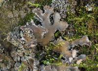 Peltigera collina image