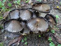 Coprinopsis atramentaria image