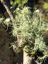 Usnea intermedia image