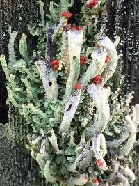 Cladonia macilenta image