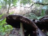 Coprinopsis atramentaria image