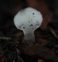 Pseudohydnum gelatinosum image