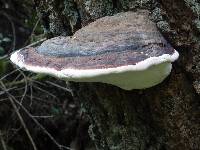 Fomitopsis pinicola image