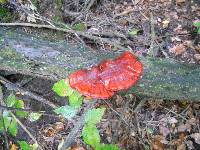 Ganoderma tsugae image