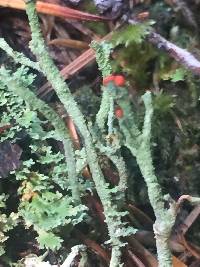 Cladonia bellidiflora image