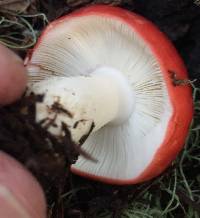 Russula cremoricolor image