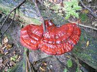 Ganoderma tsugae image