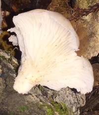 Pleurotus ostreatus image