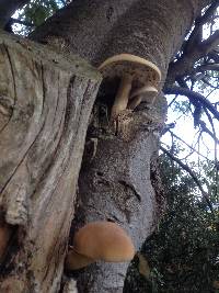 Agrocybe parasitica image