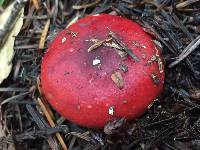 Russula cremoricolor image