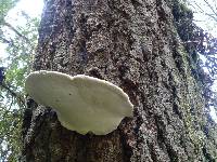 Fomitopsis pinicola image