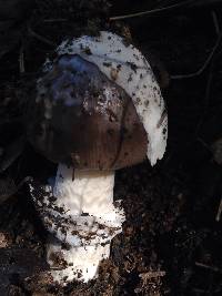 Amanita constricta image