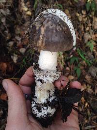 Amanita constricta image