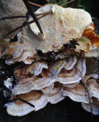Trametes versicolor image