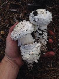 Amanita magniverrucata image