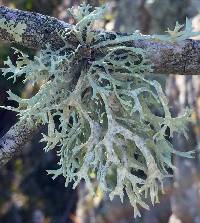 Evernia prunastri image