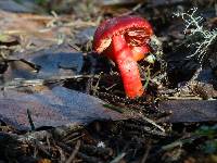 Hygrocybe coccinea image