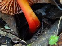 Hygrocybe coccinea image