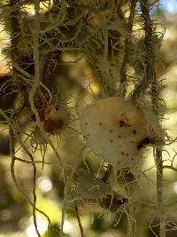 Usnea intermedia image