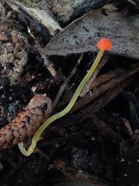 Mycena acicula image