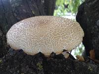 Agrocybe parasitica image