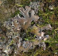 Peltigera collina image