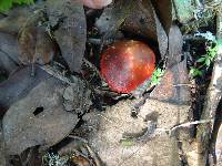 Hygrocybe coccinea image