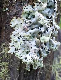 Hypogymnia physodes image