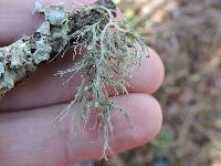 Image of Ramalina americana