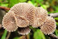 Schizophyllum commune image