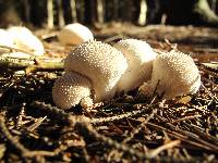 Lycoperdon perlatum image