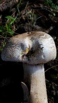 Agaricus xanthodermus image